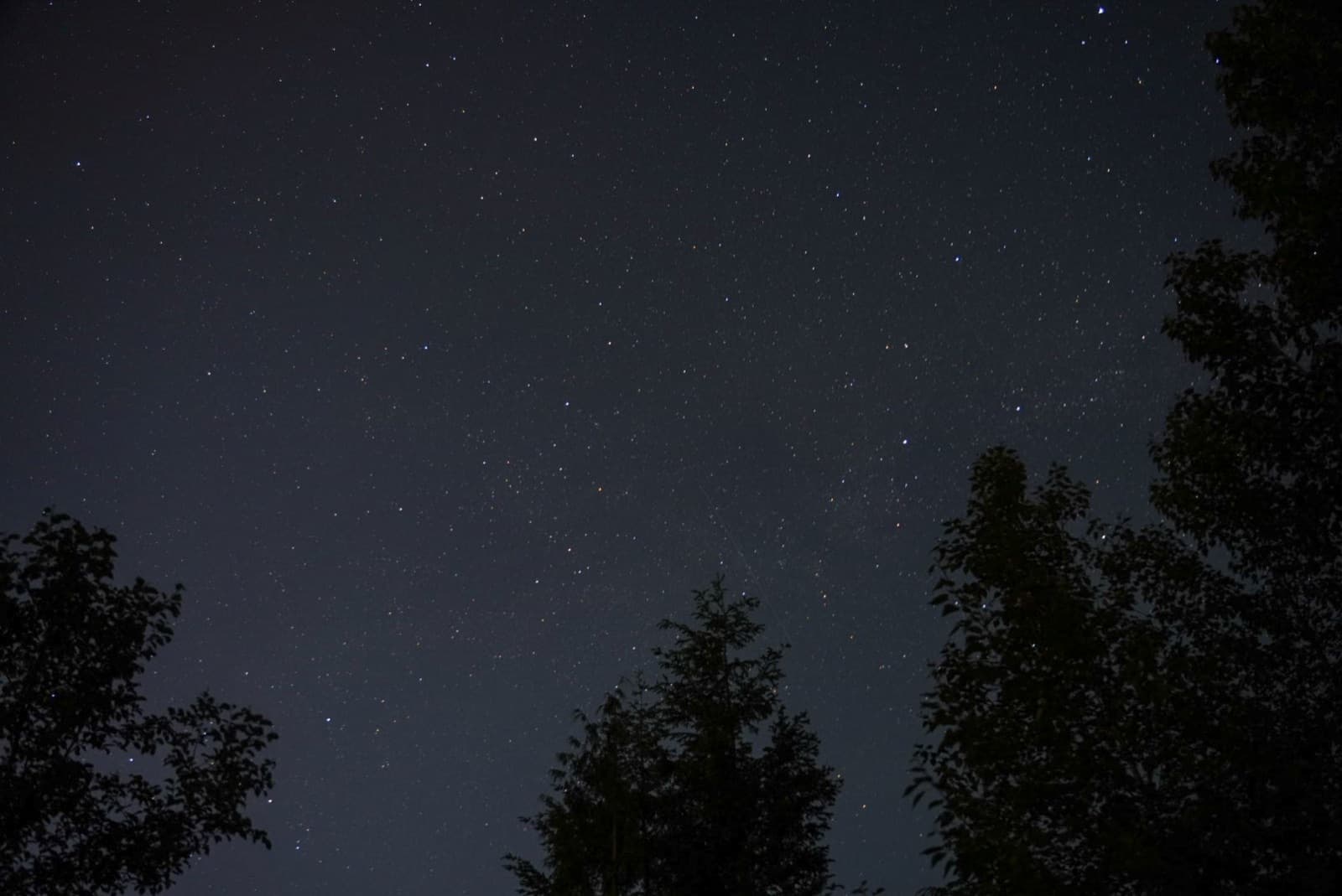 Stars over the pines