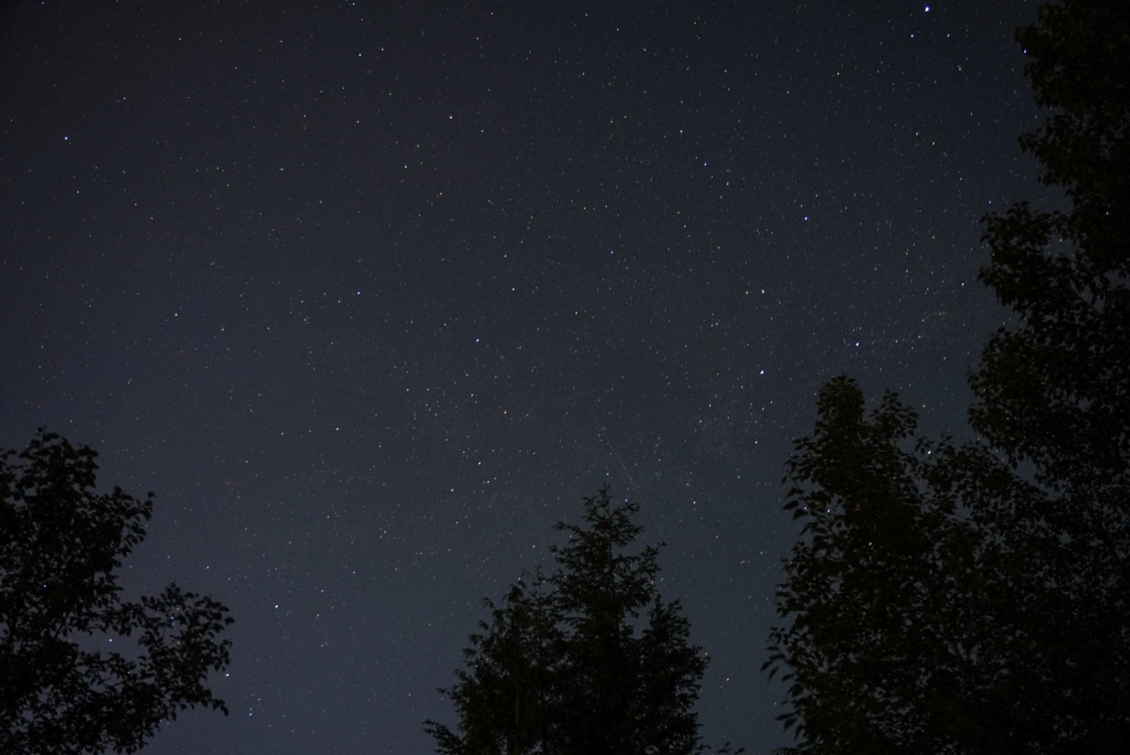 Stars over the pines